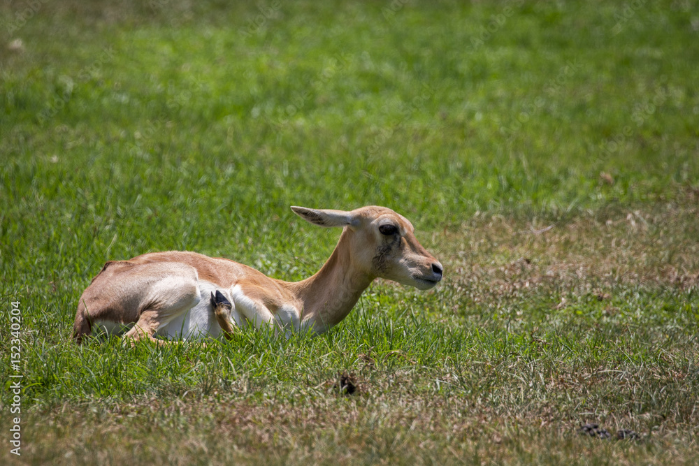 Image of impala female (Aepyceros melampus) on nature background. Wild Animals. Image of impala female (Aepyceros melampus) on nature background. Wild Animals.