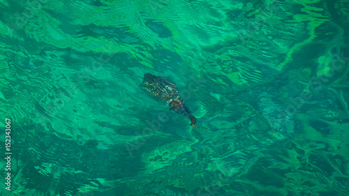 Photography Cuttlefish under the ocean surface