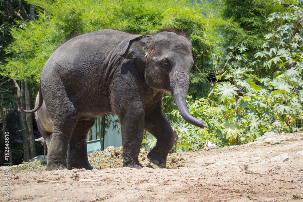 Image of a young elephant on nature background in thailand.