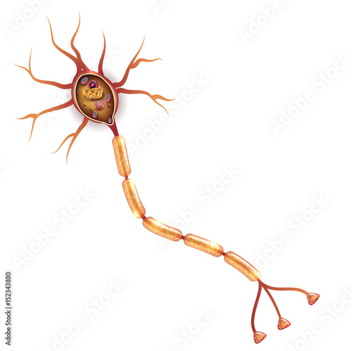 Neuron, nerve cell that is the main part of the nervous system. Cross section detailed anatomy, nucleus and other organelles of the cell.