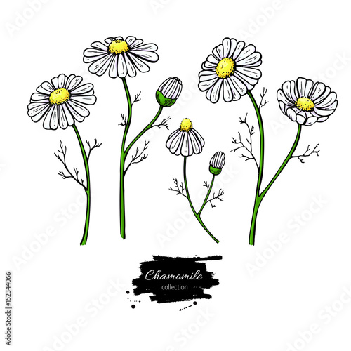 Chamomile vector drawing set. Isolated daisy wild flower and leaves. Herbal artistic style illustration.