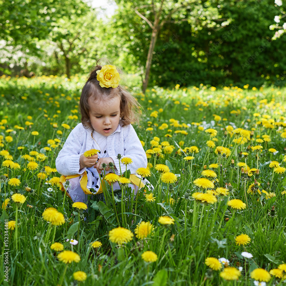 Little girl meadow gather yellow dandelion Little girl meadow gather yellow dandelion