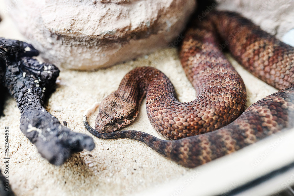 Fototapeta premium Danger Australian common death adder or acanthophis antarcticus