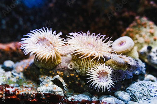 Golden cup coral in aquarium zoo