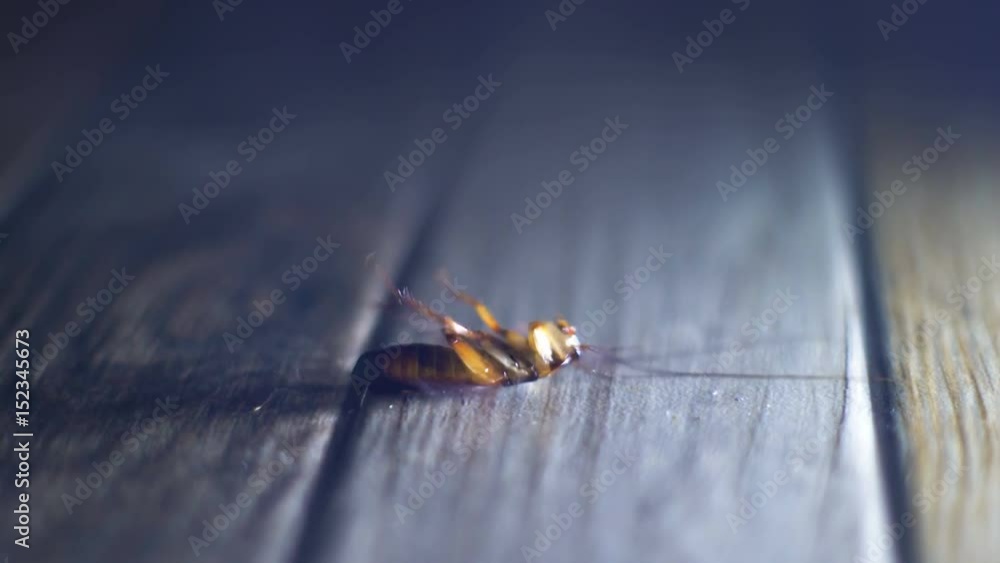 Dying cockroach waves his legs close-up 4k UHD (3840x2160)
Dying cockroach waves his legs close-up 4k UHD (3840x2160)