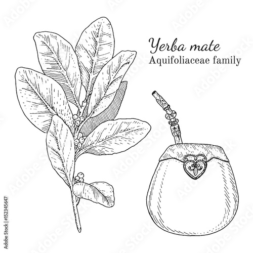 Ink yerba mate herbal illustration. Hand drawn botanical sketch style. Absolutely vector. Good for using in packaging - tea, condinent, oil etc - and other applications