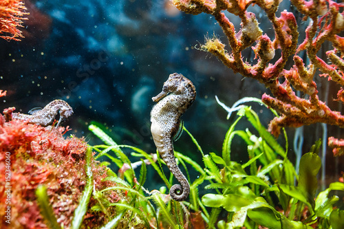 seahorse in a colorful aquarium photo