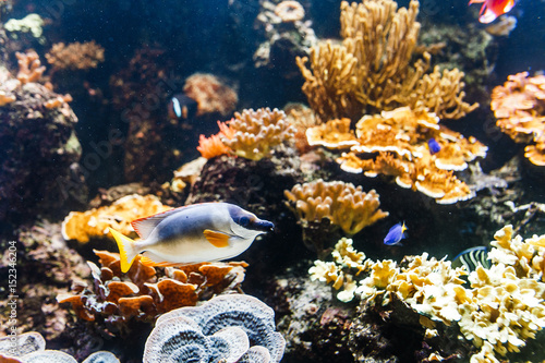Coral fishes of sea in aquarium
