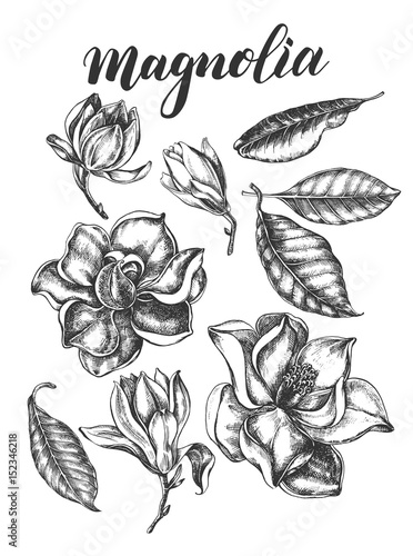 Ink hand drawn set of magnolia flowers and leaves. Botanical elements collection for design, Vector illustration.