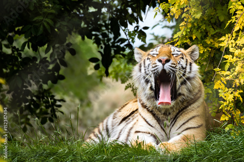 Fototapeta Naklejka Na Ścianę i Meble -  Yawning Siberian tiger