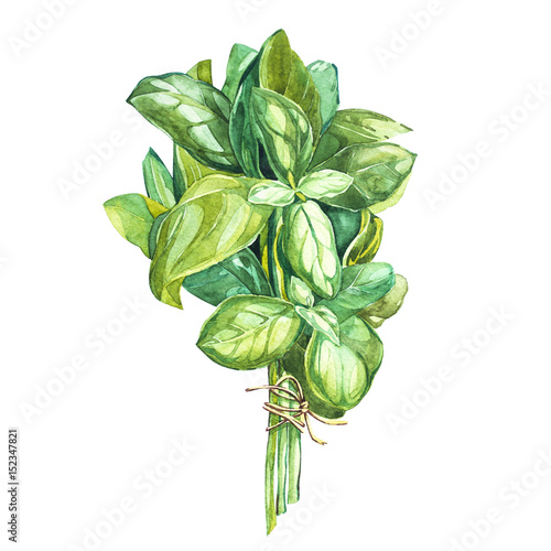 Leinwand Poster Botanical drawing of a basil leaver
