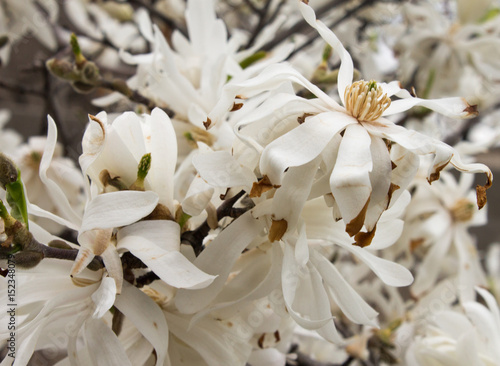 Magnolia Flower