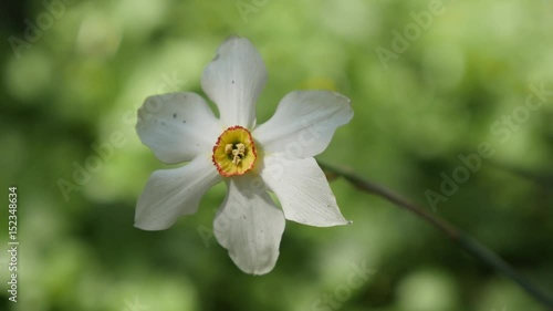 Beautiful garden with flower Narcissus poeticus close-up 4K 2160p 30fps UltraHD footage - Daffodil white and yellow spring plant shallow DOF 3840X2160 UHD video  photo