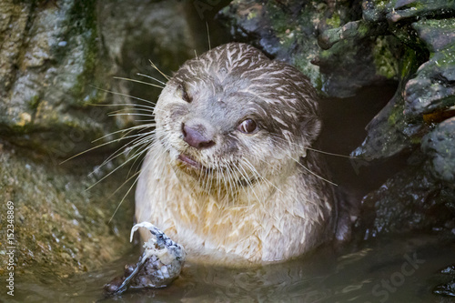 Image of an otters feeding on the water. Wild Animals.