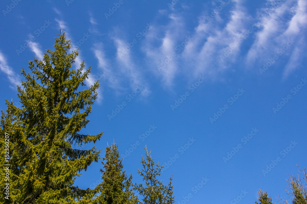 Spruce tree with cloud stretched across top of frame. Spruce tree with cloud stretched across top of frame.