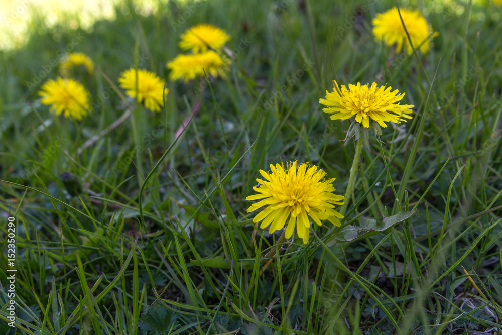 Dandelions growing in the yard. Dandelions growing in the yard.
