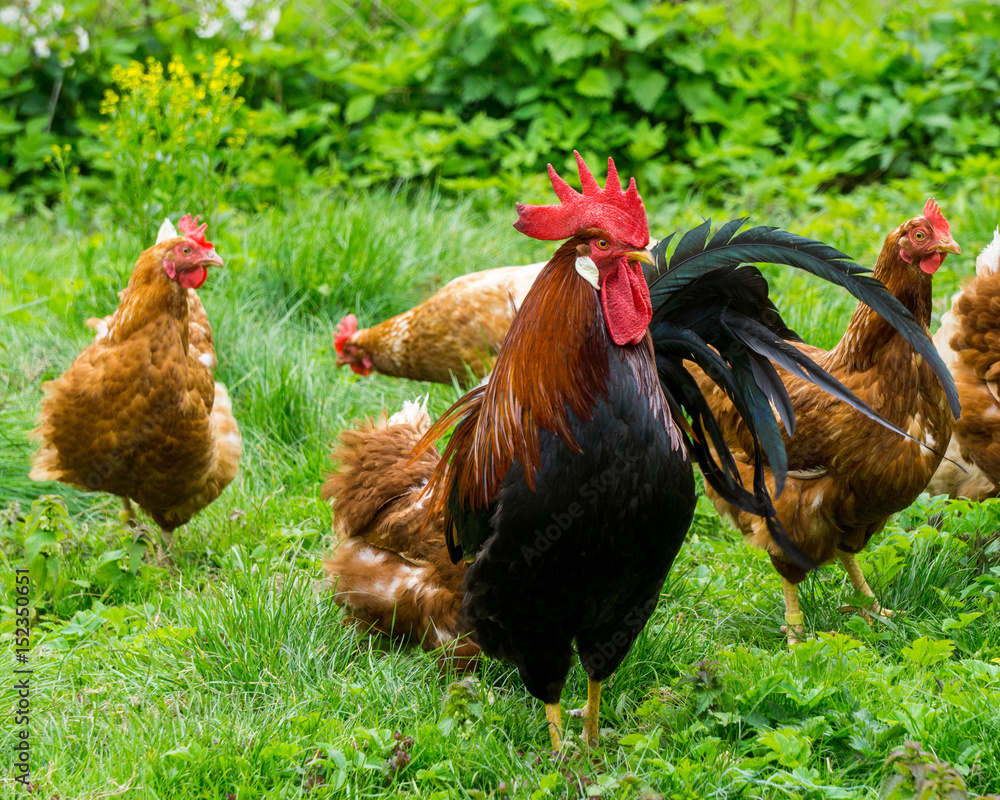 Cock and chickens in free agricultural posture