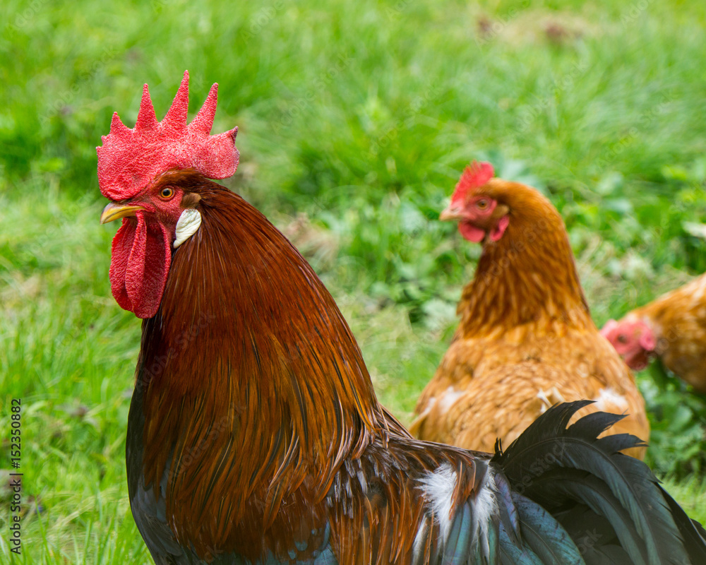 Cock and chickens in free agricultural posture