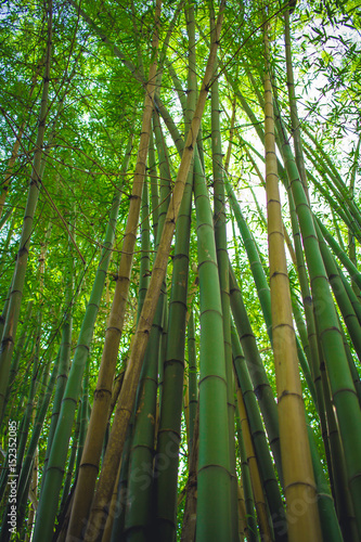 Green bamboo forest.