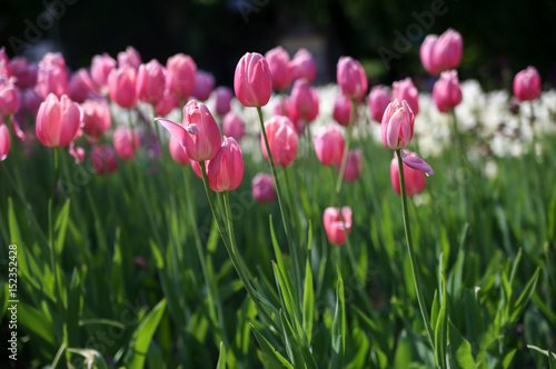 Fototapeta Naklejka Na Ścianę i Meble -  Beautiful background with tulips. Spring. Freshness