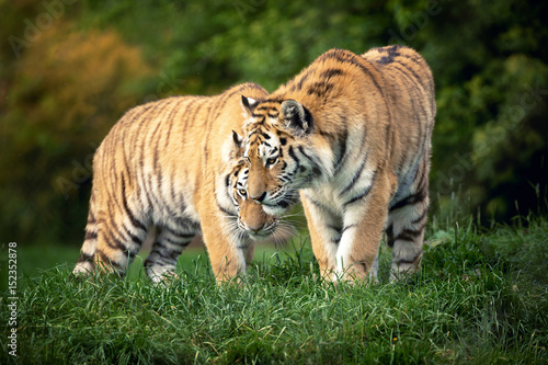 Fototapeta Naklejka Na Ścianę i Meble -  Siberian tiger pair