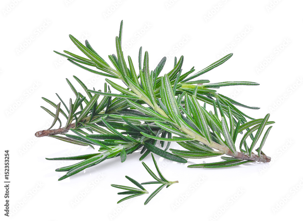 Fototapeta premium rosemary isolated on white bacground