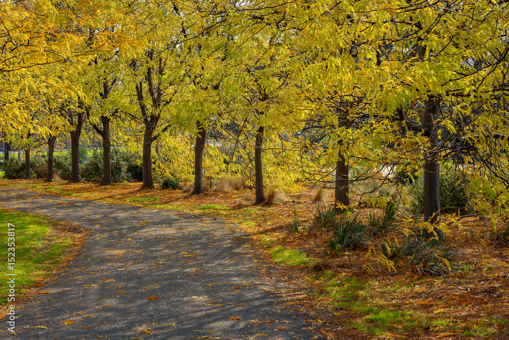 An autumnal scene in a public park in Melbourne Australia showing falling golden leaves.