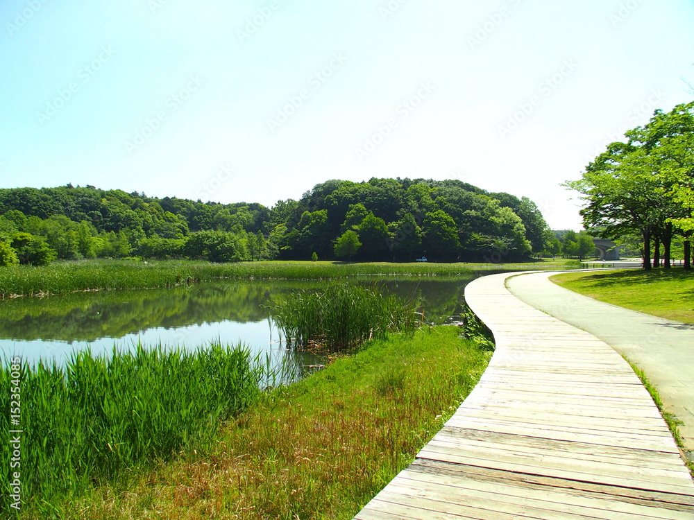 初夏の池のある公園風景