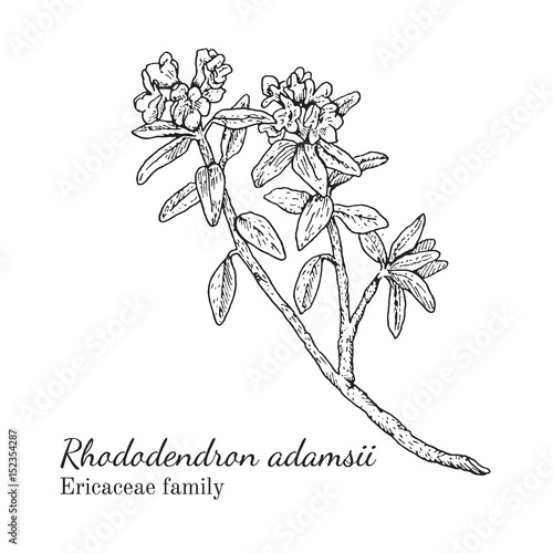 Ink rhododendron adamsii herbal illustration. Hand drawn botanical sketch style. Absolutely vector. Good for using in packaging - tea, condinent, oil etc - and other applications photo
