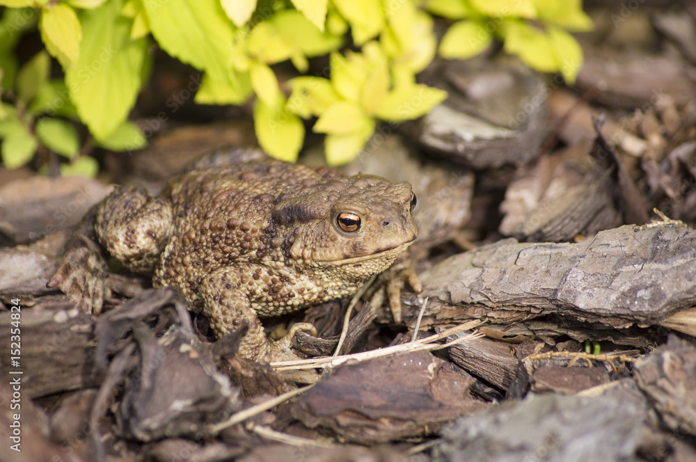 Fototapeta premium The common toad, European toad (Bufo bufo)