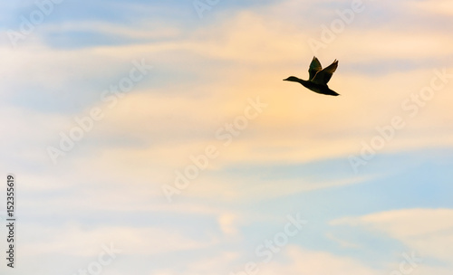 Mallard Duck Flying