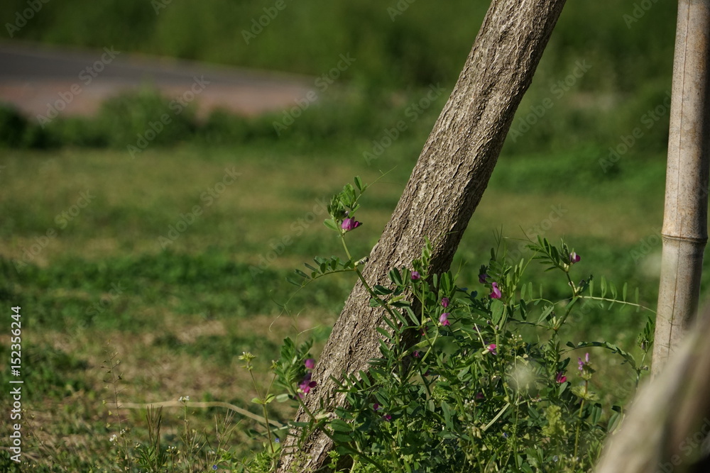 Narrow-leaved Vetch Narrow-leaved Vetch