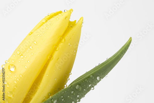 Close up yellow tulip with water droplets on white