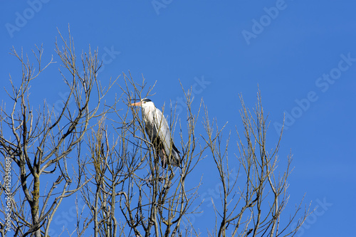 Airone Cenerino photo