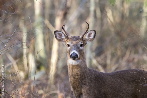 Alert deer in woods © Vinoverde