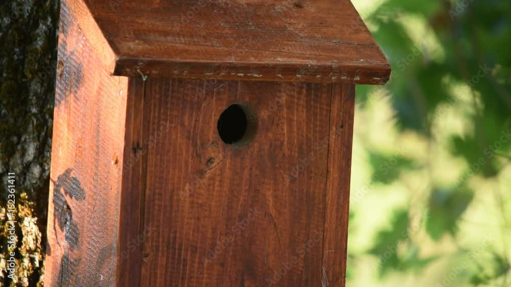 A great tit calls its young which call it back and enters the nest to give them food A great tit calls its young which call it back and enters the nest to give them food
