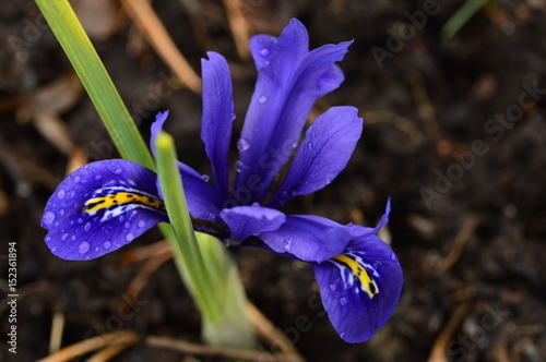 Fototapeta Naklejka Na Ścianę i Meble -  Flower of spring iris in drops of morning dew