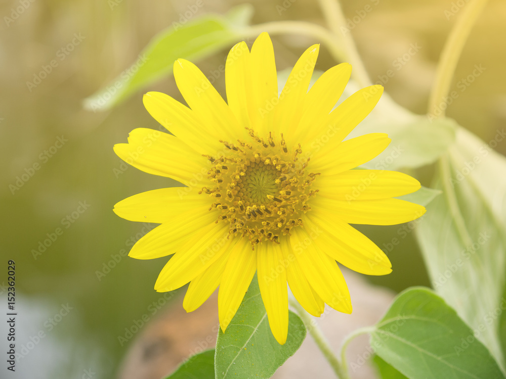 Fototapeta premium sun flower on day view background.