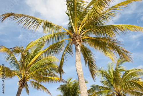 Palm Trees In Bahamas