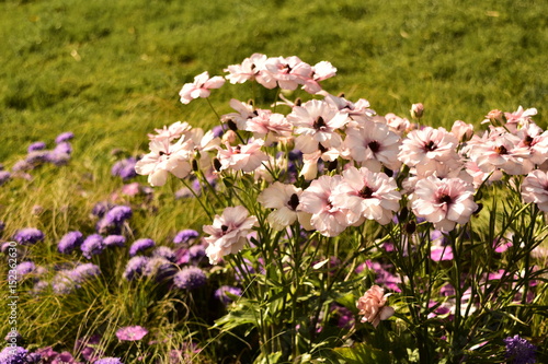 造花みたいだけど本物の花