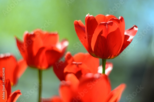 Bright red tulips. Selective focus