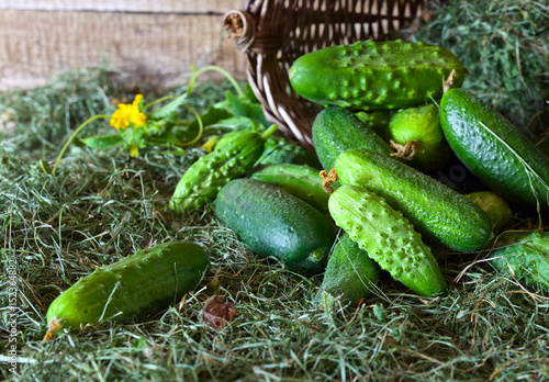 Fresh green cucumbers with leaf