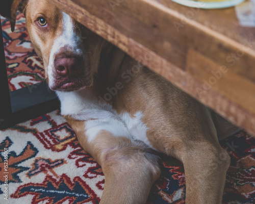 Quadro su tela Furry Companion