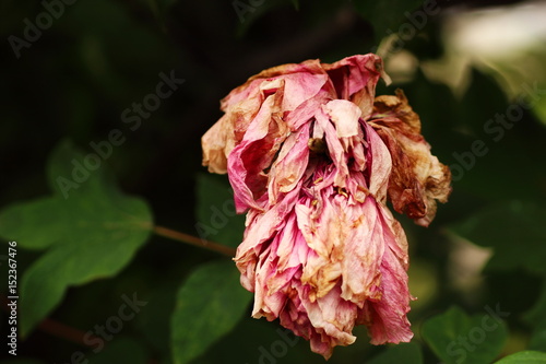 Tableau sur toile withered flower