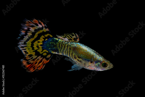 Tiger guppy fish