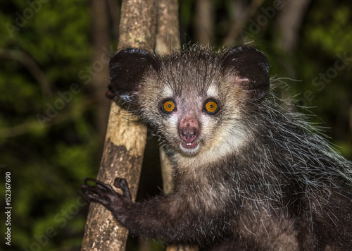 Aye-aye, nocturnal lemur of Madagascar photo