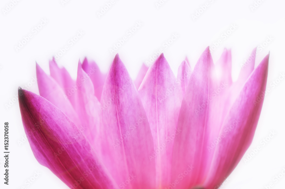 Pink lotus on white background
