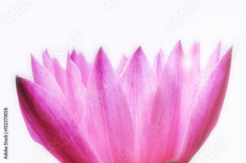 Pink lotus on white background