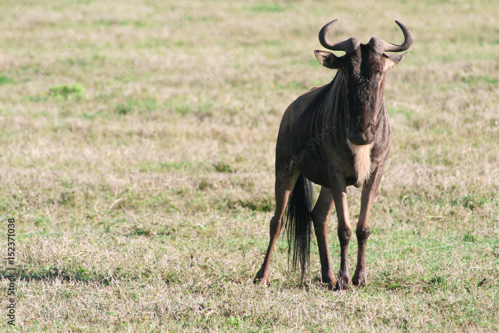 Gnu in der Wüste von Tansania Gnu in der Wüste von Tansania
