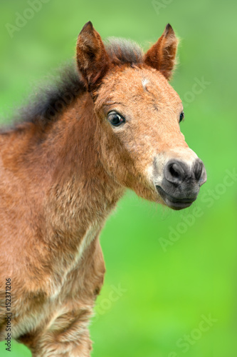 Beautiful small bay colt portrait outdoor in green spring pasture